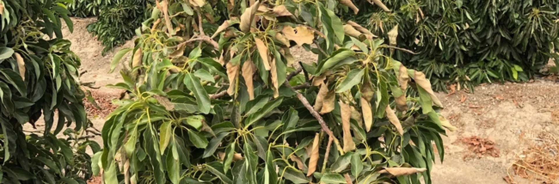 heat damage gem avop