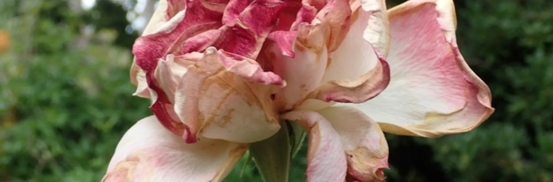 photo by Pat Matteson