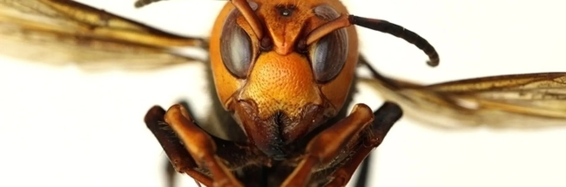 Asian giant hornet, Vespa mandarinia. (Photo courtesy of the Washington State Department of Agriculture)