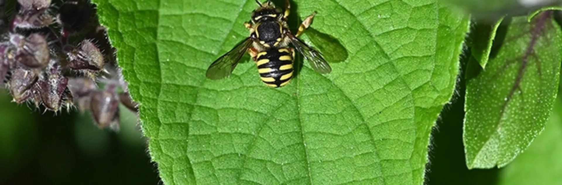 A male European wool carder bee, Anthidium manicatum, rests on an African blue basil leaf in the early morning. (Photo by Kathy Keatley Garvey)