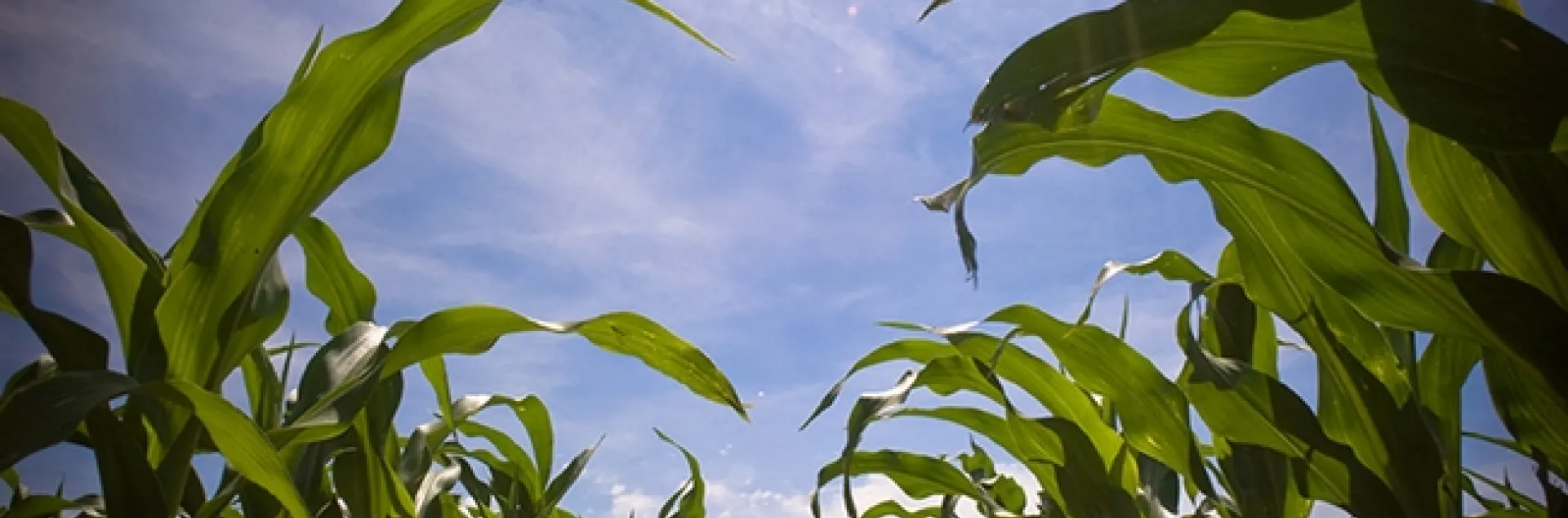 Cornroot worms (Diabrotica) are a persistent pest in corn fields. (Photo by Lars Plougmann, Wikipedia)