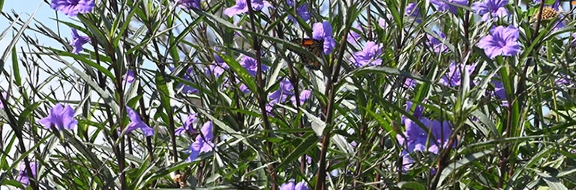 Find the monarch! A monarch stopped to nectar in a Mexican petunia patch Sept. 15 in a Vacaville pollinator garden. (Photo by Kathy Keatley Garvey)