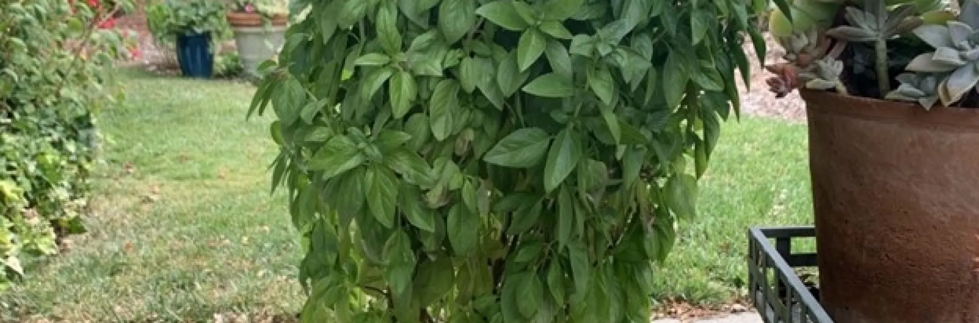 Everleaf Emerald Towers Basil. photos by Ruth Clawson