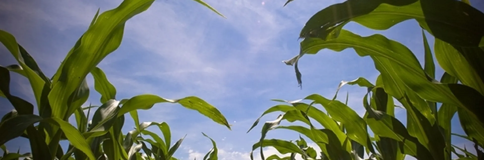 Cornroot worms will be discussed at the UC Davis Department of Entomology and Nematology's first seminar of the fall season. Speaker is assistant professor Nicholas "Nick" Miller of Illinois Institute of Technology, Chicago. (Photo of cornfield courtesy of Wikipedia)