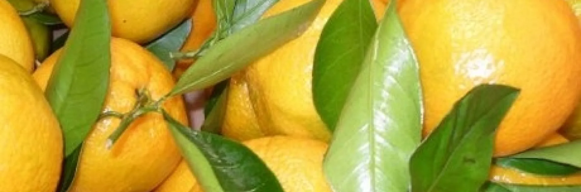 mandarins with leaves