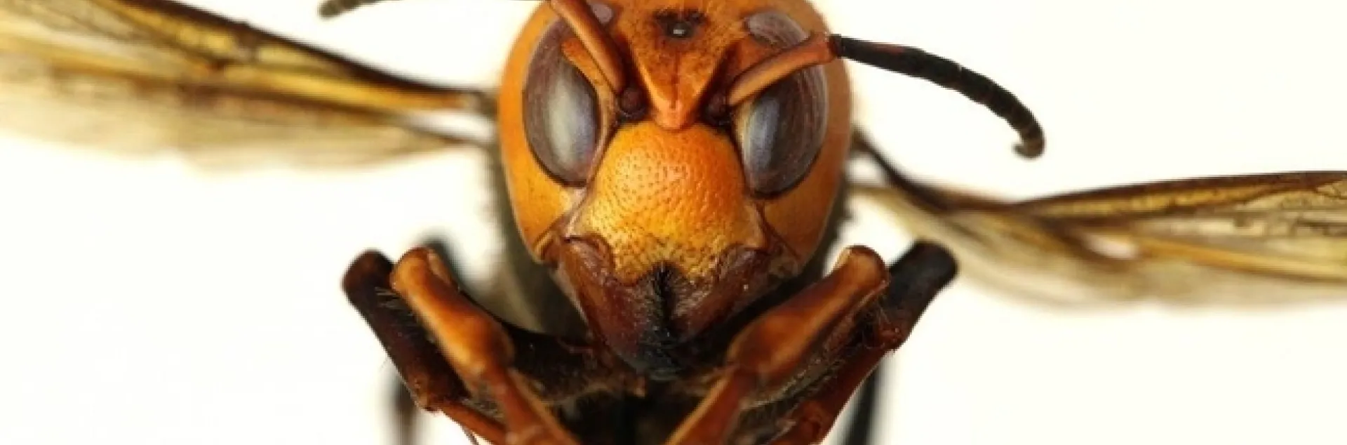This is the Asian giant hornet, Vespa mandarinia, dubbed by the news media as “the murder hornet." The Entomological Society of America recently established as its official common name, “northern giant hornet.” (Photo courtesy of the Washington State Department of Agriculture)