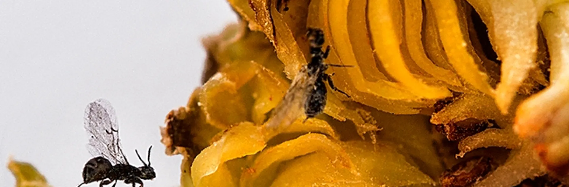 This image, taken in Turkey, shows fig wasps. (Photo by Dr. Ismail Seker)