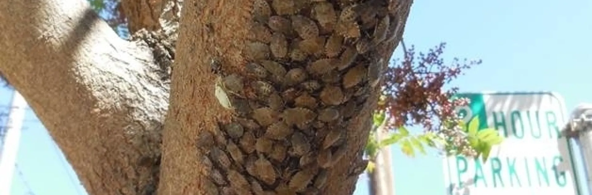 Brown marmoratted stinkbug