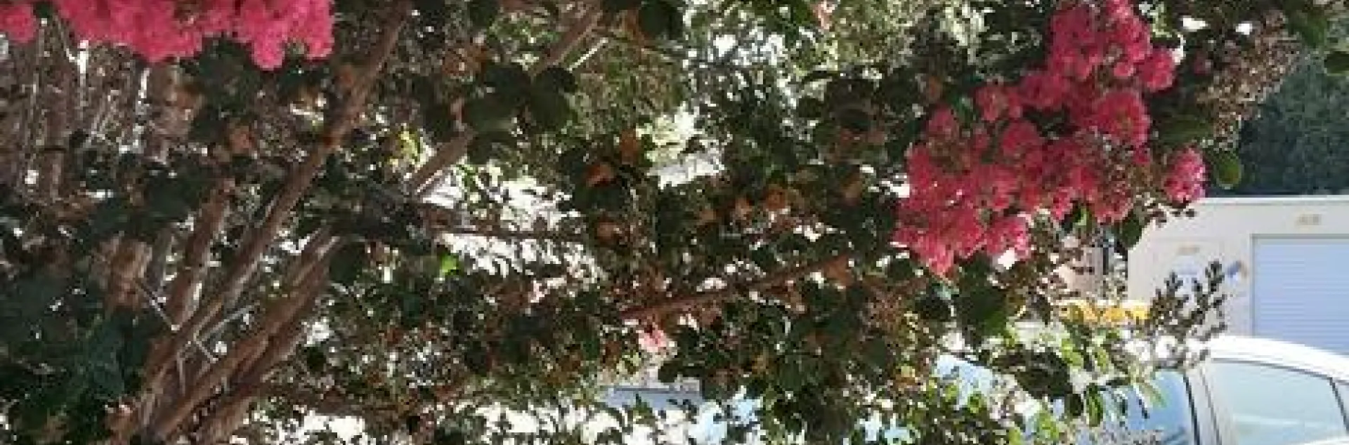 Photo by Phyllis Molnar