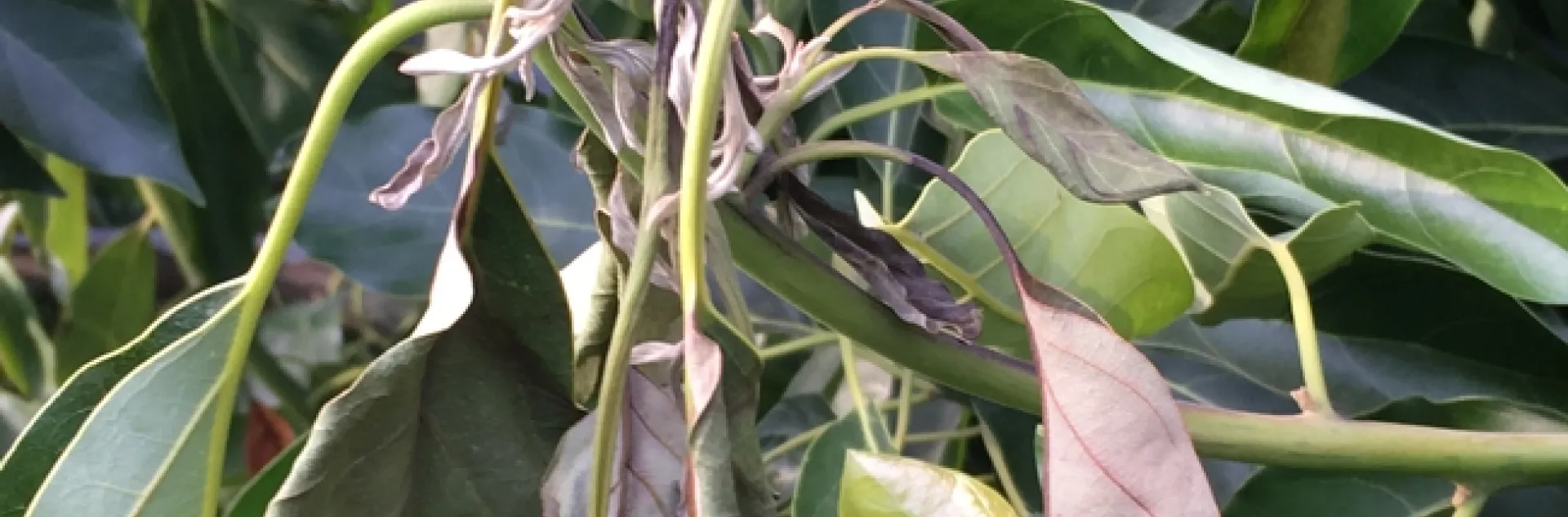avocado leaf wilted