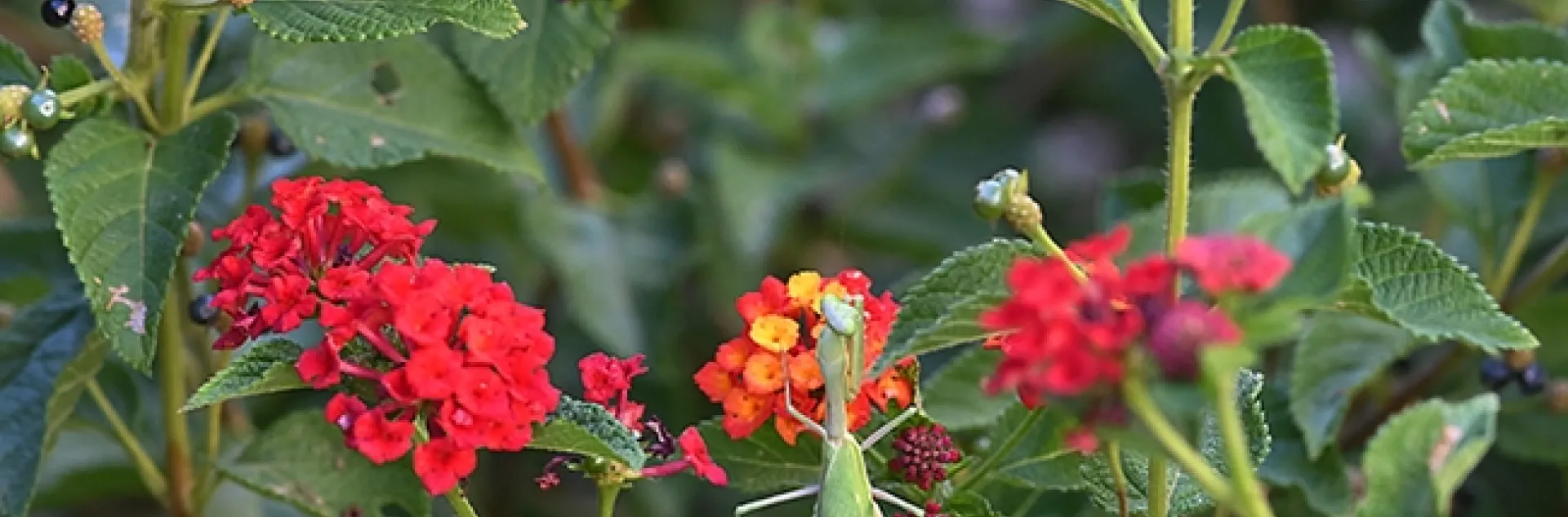 A beautiful gravid praying mantis, Stagmomantis limbata, is right at home in the lantana. (Photo by Kathy Keatley Garvey)