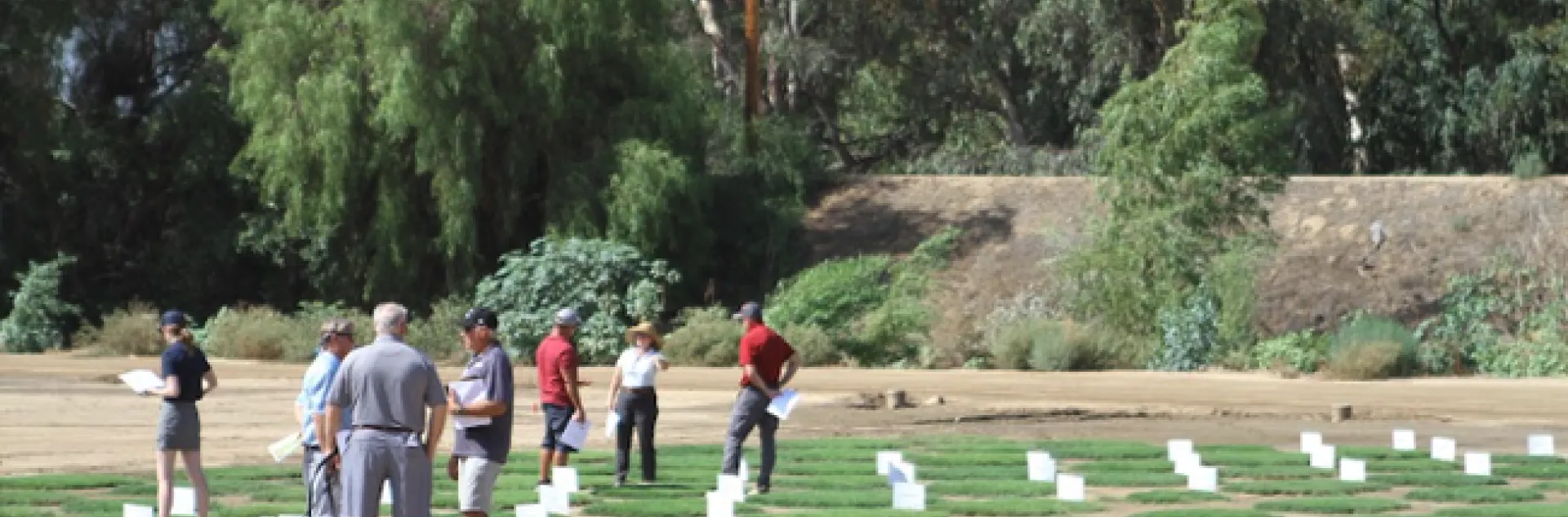People, many wearing shorts, look at squares of grass growing outdoors.