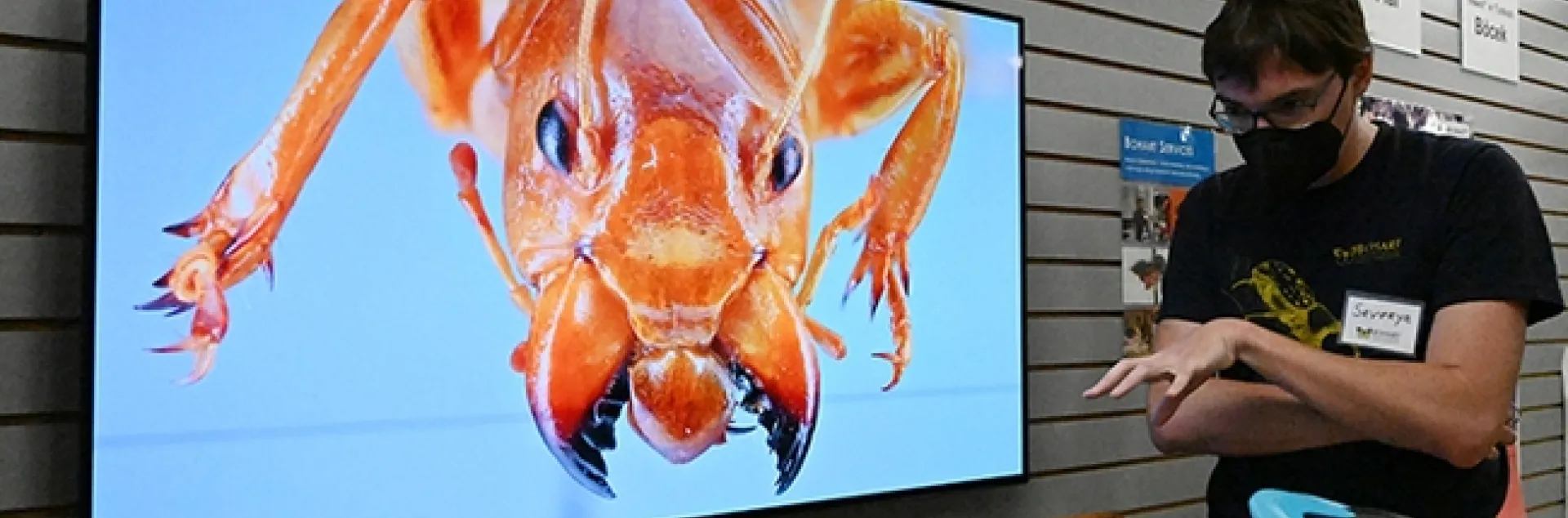 Postdoctoral researcher Severyn Korneyev, a Ukrainian entomologist who studies flies, discusses insects with guests. On the screen is a Jerusalem cricket, also known as a potato bug. (Photo by Kathy Keatley Garvey)