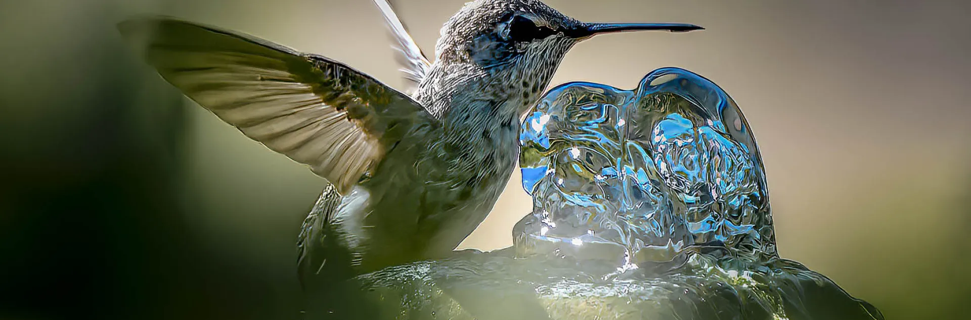 hummingbird at garden