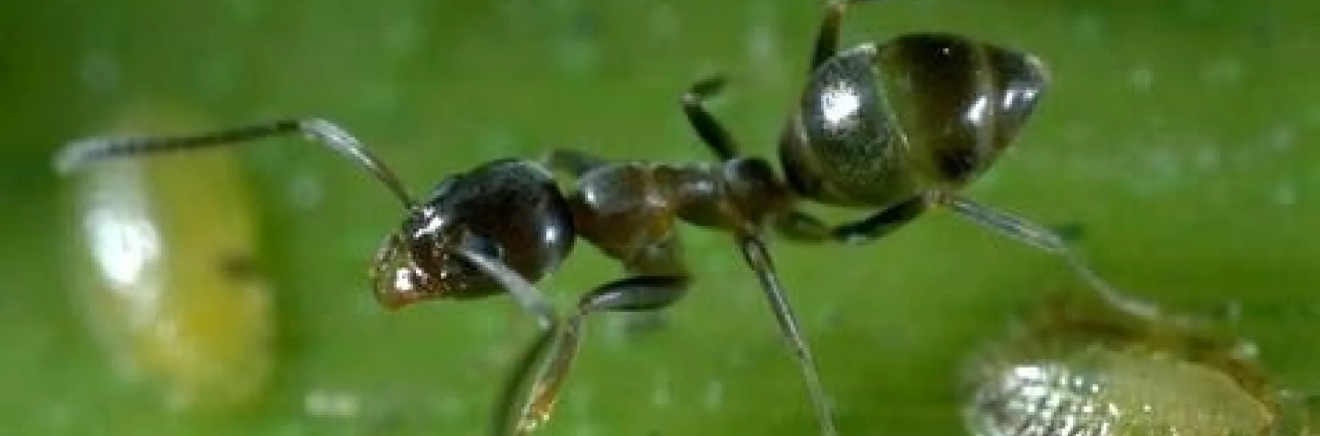 aRGENTINE ANT