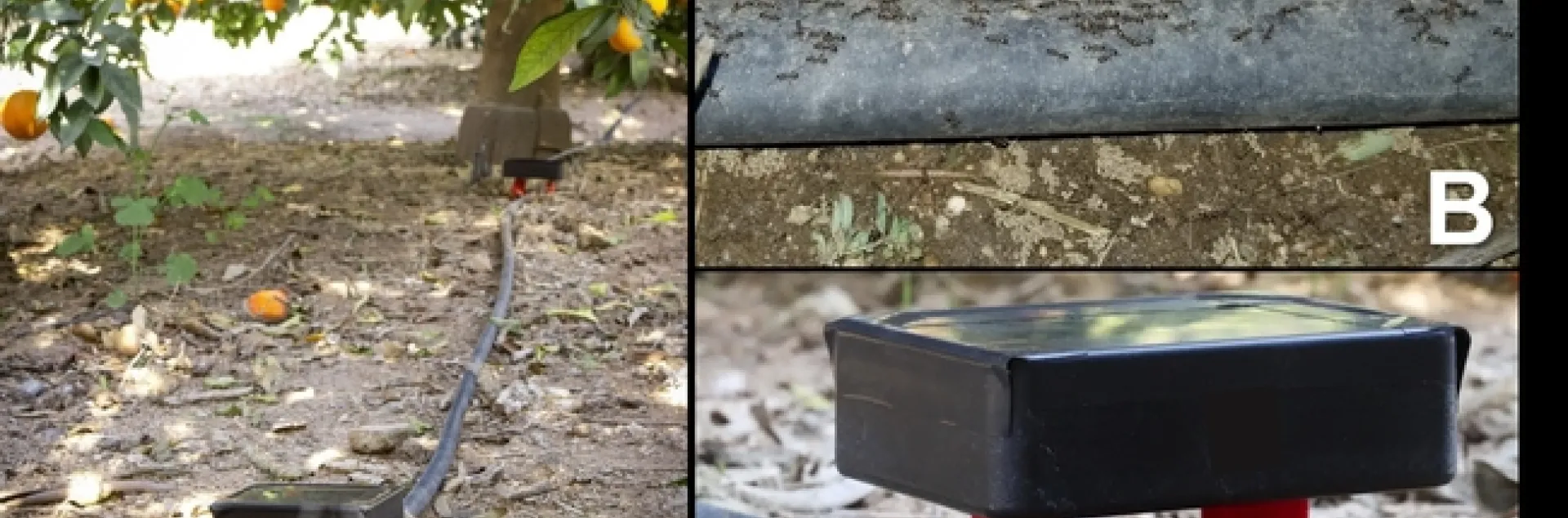 infra-red sensonr for ants