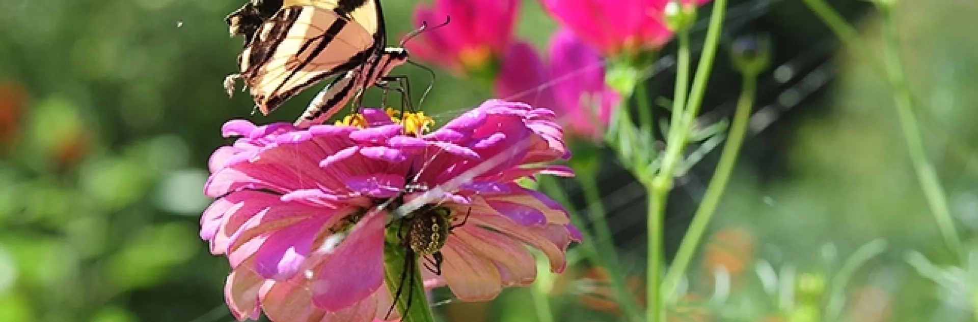 A Western tiger swallowtail is a frequent visitor to the UC Davis Bee Haven. This one is on a zinnia. Note the spider lurking beneath the blossom. (Photo by Kathy Keatley Garvey)
