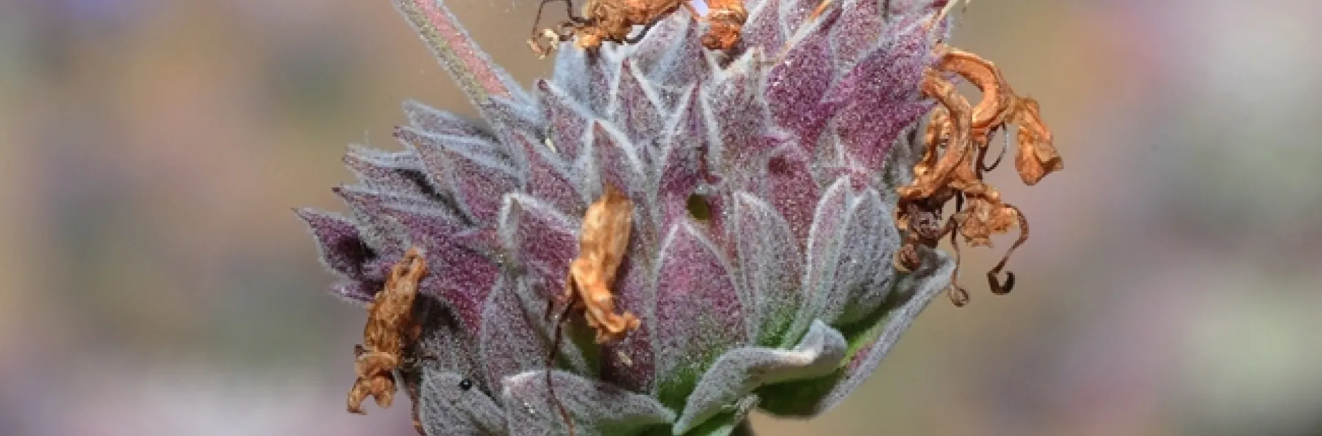 A praying mantis hanging out on a cleveland sage, Salvia clevelandii, at the UC Davis Bee Haven. (Photo by Kathy Keatley Garvey)