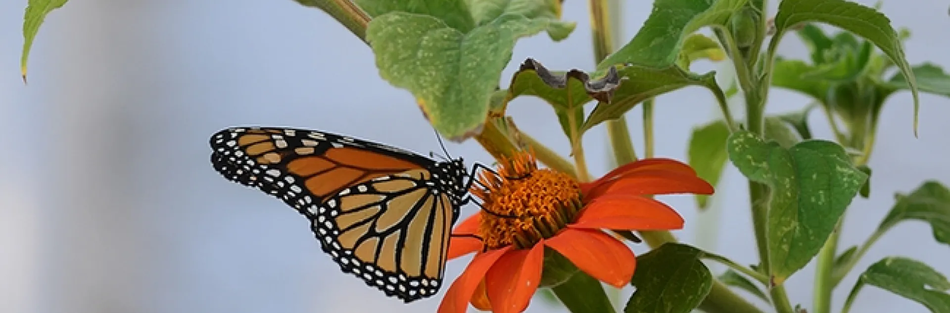 A male monarch arrives Oct. 3 to nectar Mexican sunflower, Tithonia rotundifola, in a Vacaville pollinator garden. (Photo by Kathy Keatley Garvey)