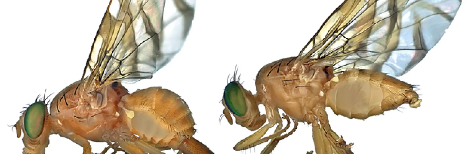 Lateral view of Mexican fruit fly, Anastrepha ludens: female (left) and male (right) by Jorge Valdez, Colegio de Postgraduados, Mexico. (Wikipedia image)