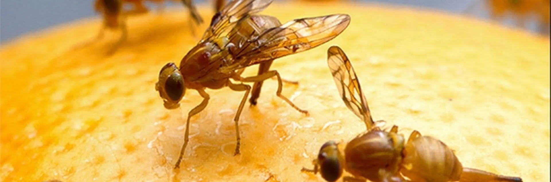 The Mexican fruit fly is a serious pest of grapefruit and mango.