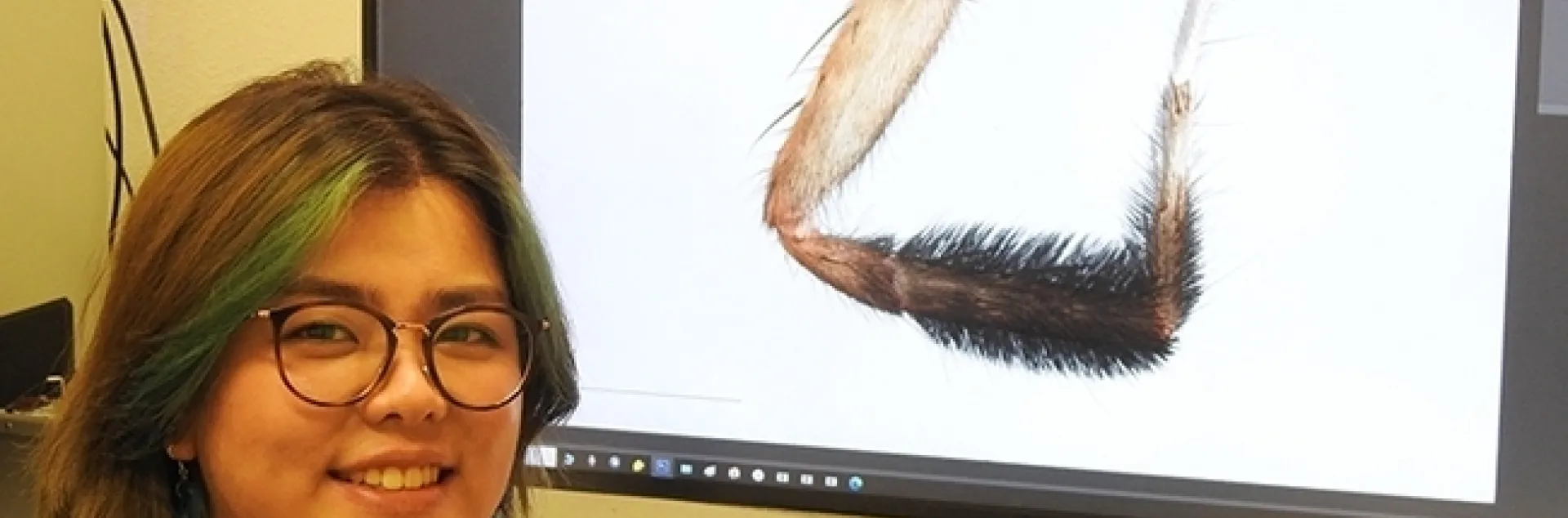 Megan Ma of the Jason Bond lab, UC Davis, is both a scientist and a scientific illustrator. In 2021, she received a National Science Foundation Award, Research Experience for Post-Baccalaureate Students. In June 2021, she received a bachelor's degree in evolution, ecology and biodiversity, with a minor in entomology. (Photo by Kathy Keatley Garvey)