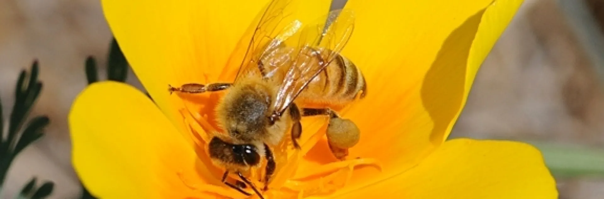 A honey bee foraging on a California golden poppy, the state flower. (Photo by Kathy Keatley Garvey)