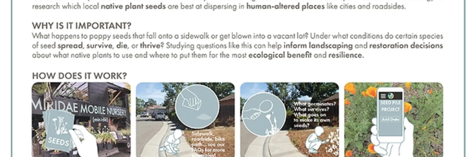 The Seed Pile Project.