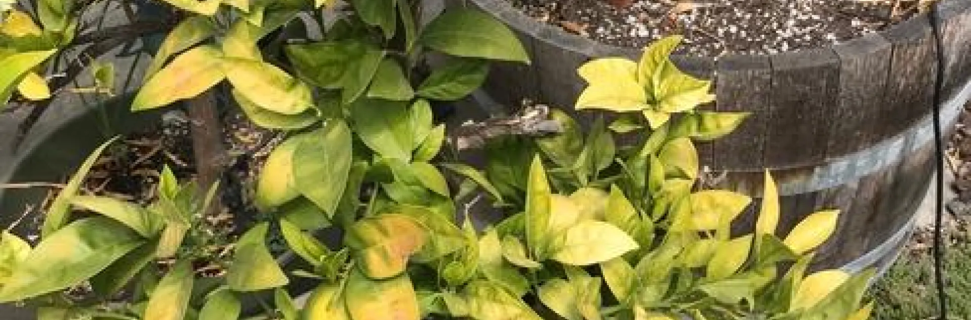 Sun damged leaves on blood orange. photos by Karen Metz