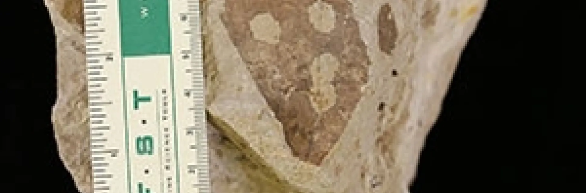 This fossilized leaf from Wyoming’s Hanna Basin, about 54 million years old, shows insect-damage. (Photo by Lauren Azevedo-Schmidt)