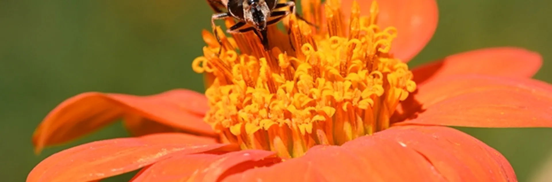A drone fly, Eristalis tenax, nectaring on a pumpkin-orange Mexican sunflower, Tithonia rotundifola. (Photo by Kathy Keatley Garvey)