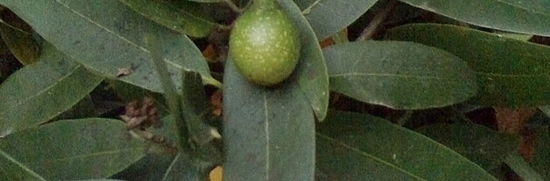 Umbellularia Fruit