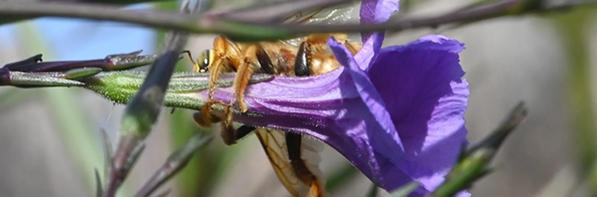 A male Valley carpenter bee, Xylocopa sonorina, engages in nectar robbing by drilling a hole in the corolla of the Mexican petunia to steal the nectar. (Photo by Kathy Keatley Garvey)