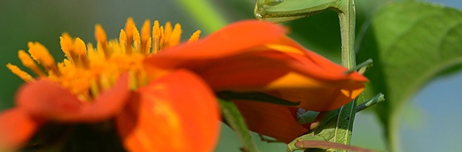 A gravid praying mantis, Stagmomantis limbata, dines on a honey bee in a Vacaville pollinator garden. (Photo by Kathy Keatley Garvey)