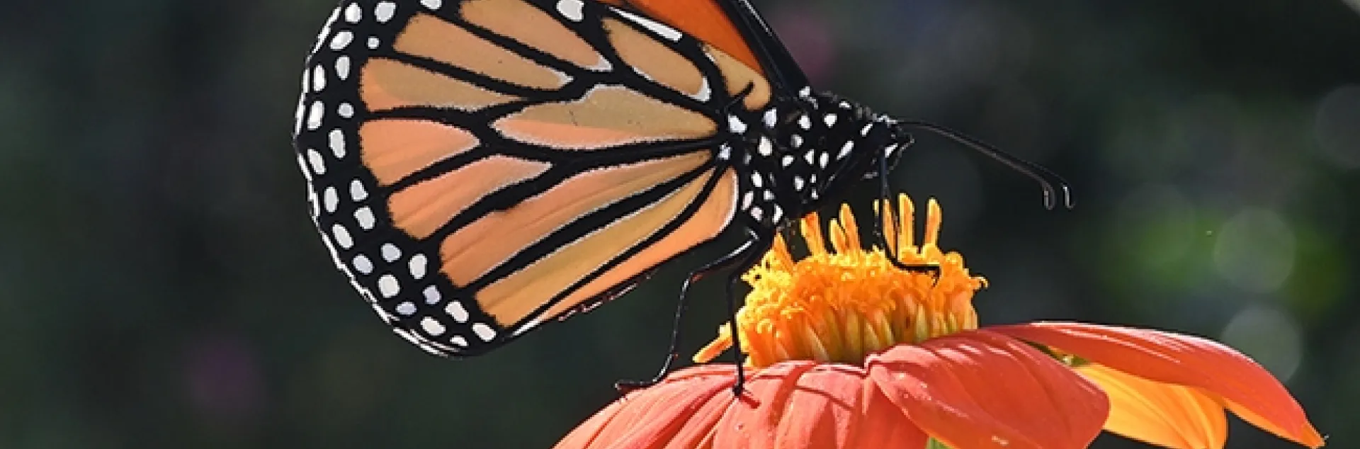A male monarch nectaring on a Mexican sunflower, Tithonia rotundifola, on Monday, Oct. 24 in a Vacaville garden. (Photo by Kathy Keatley Garvey)