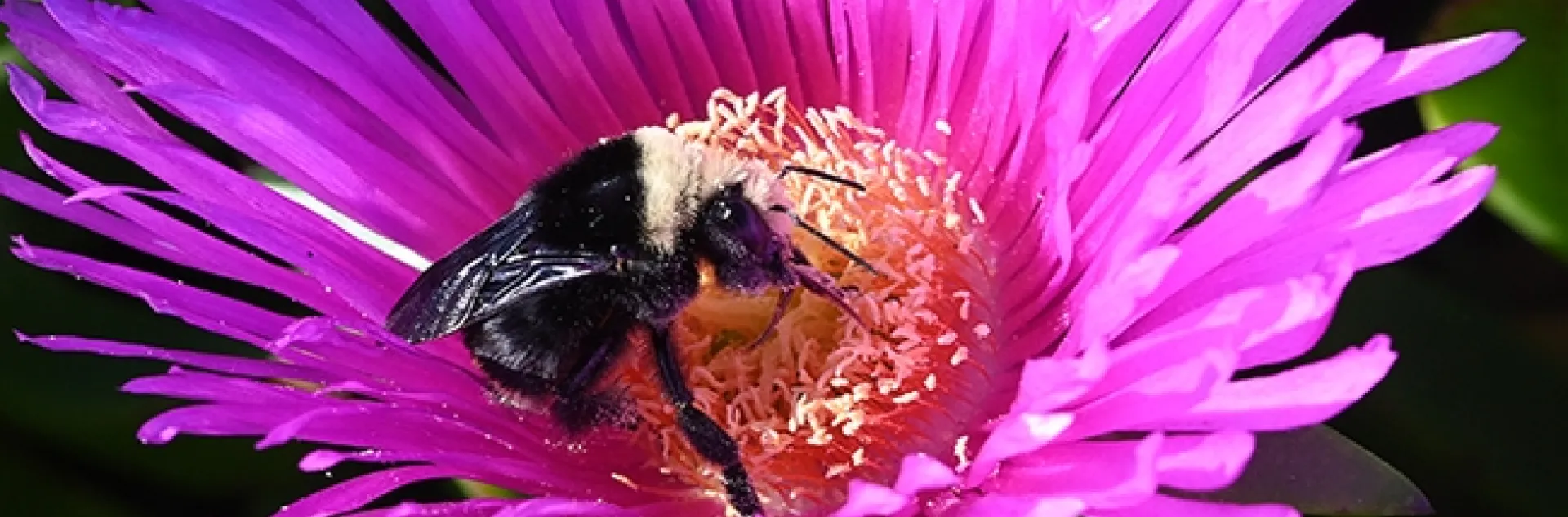 A queen bumble bee, Bombus vosenenskii, sipping nectar from an ice plant at Bodega Bay on Oct. 19, 2022. (Photo by Kathy Keatley Garvey)