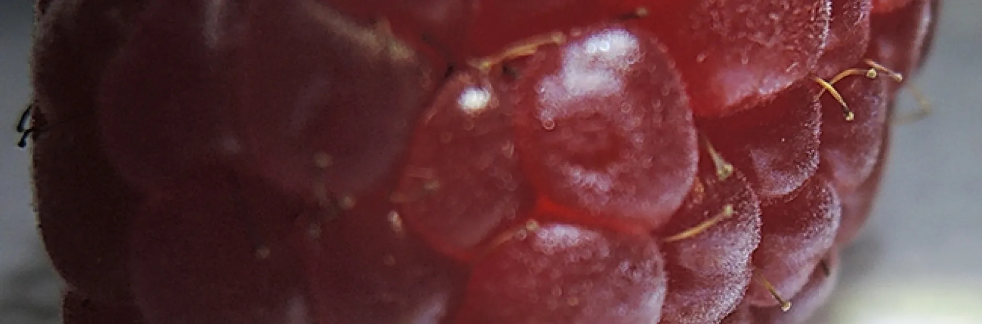 A fruit fly edging toward a raspberry. This fruit fly is the spotted-wing Drosophila. (Photo by Kathy Keatley Garvey)