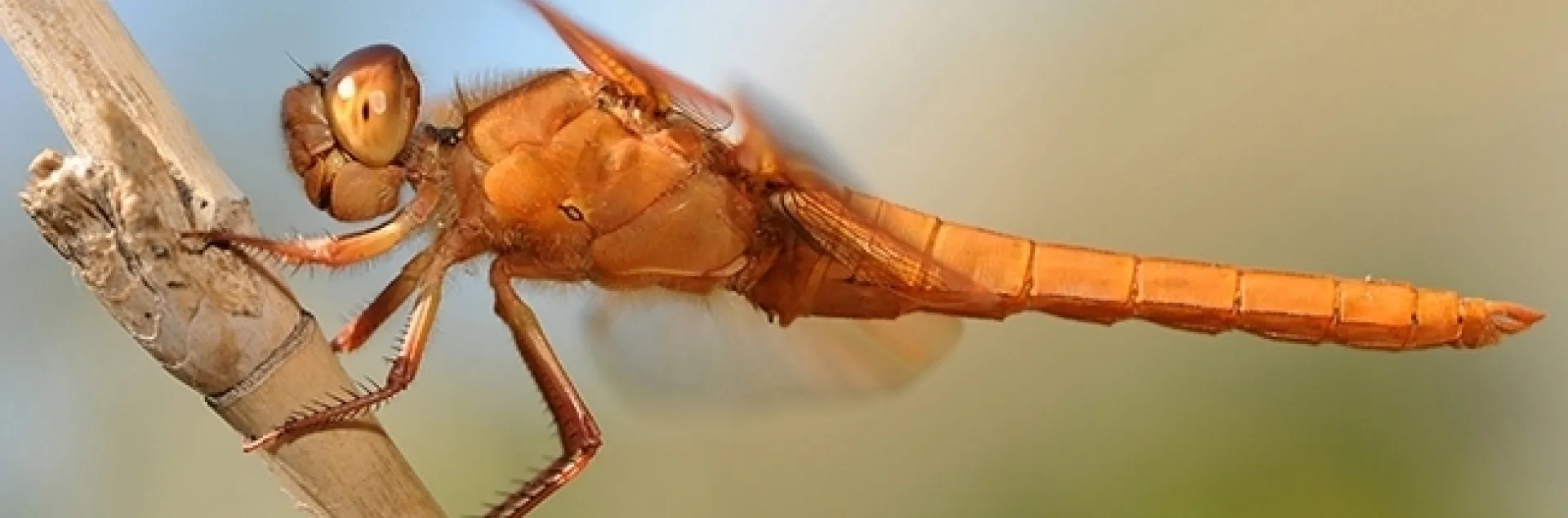 A red flameskimmer dragonfly, Libellula saturata, perches on a bamboo stake in a Vacaville garden. (Photo by Kathy Keatley Garvey)