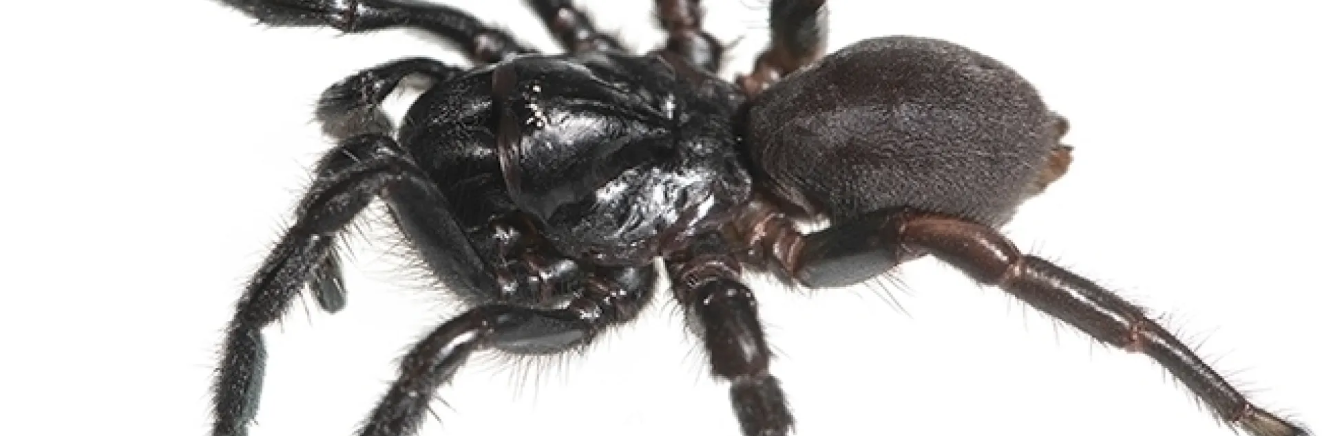 Female Cryptocteniza kawtak discovered by UC Davis professor Jason Bond on a sandy beach at Moss Landing State Park, Monterey County. This is a new genus of trapdoor spider. (Photo by Jason Bond)