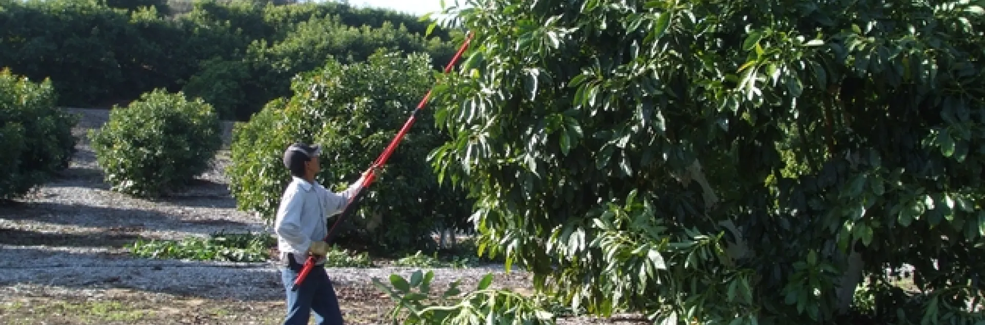 pruning avocado