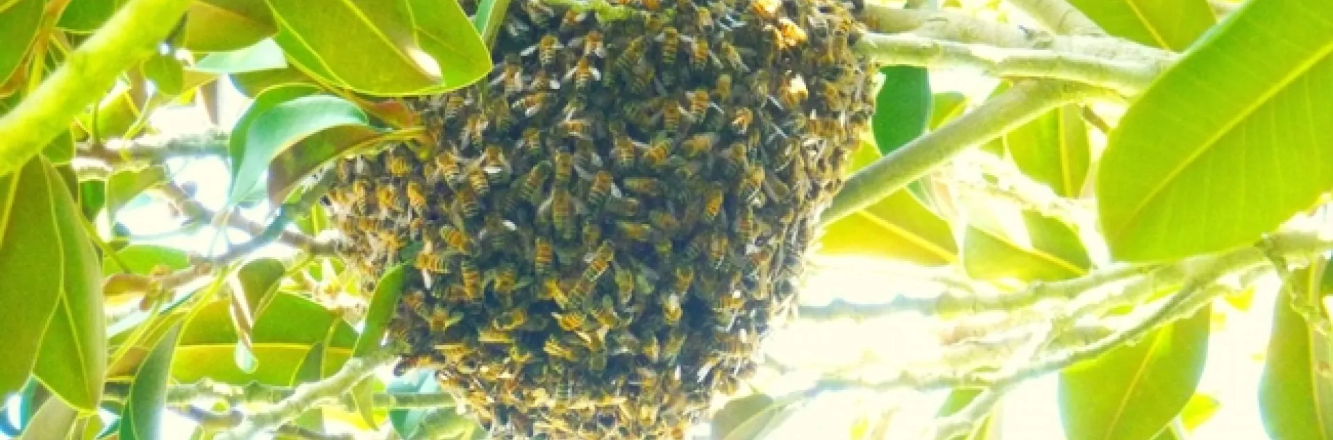bee swarm