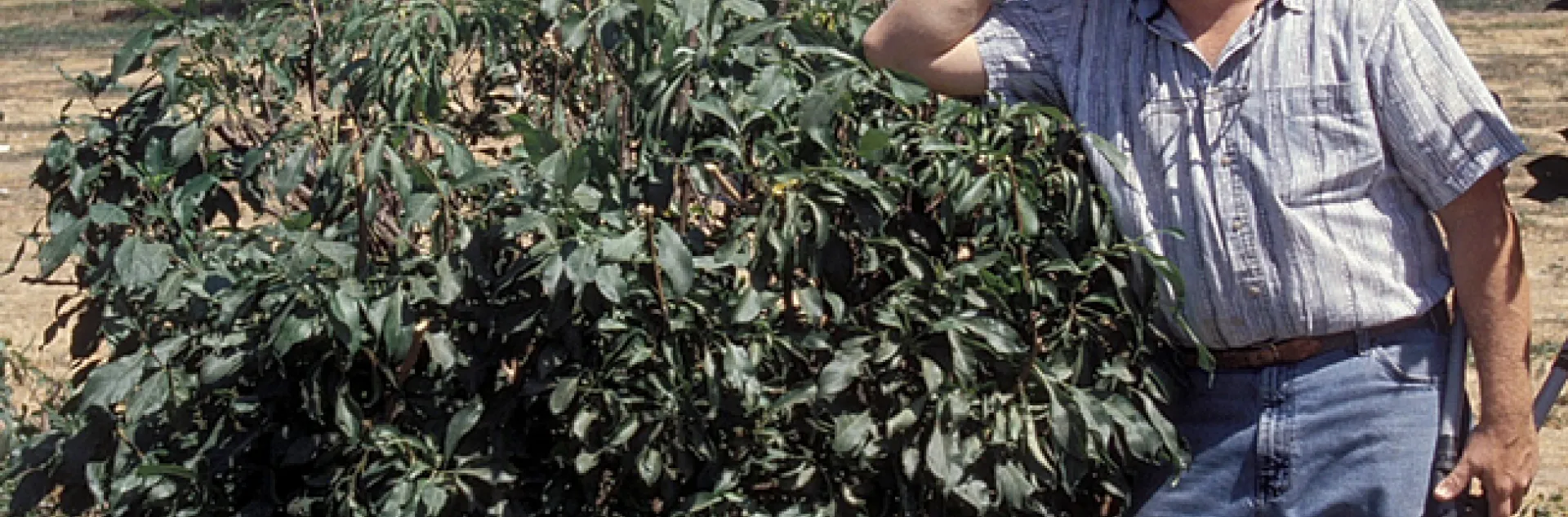 Man standing next to a fruit tree that is 4 1/2 to 5' tall.