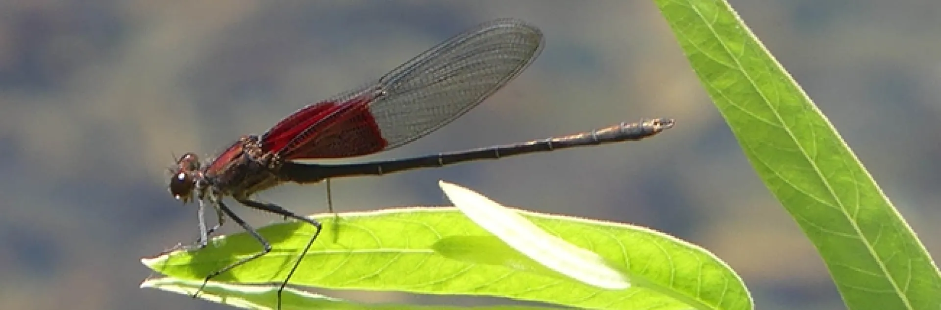 This is an American rubyspot, Hetaerina americana, photographed at a small stream in the inner Coast Range. (Photo by Greg Kareofelas)