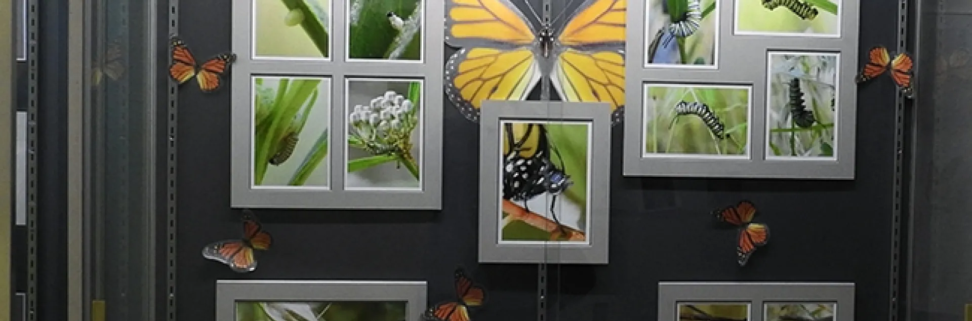 Larry Snyder's monarch photography display in the hallway opposite the entrance to the Bohart Museum of Entomology, Academic Surge Building.