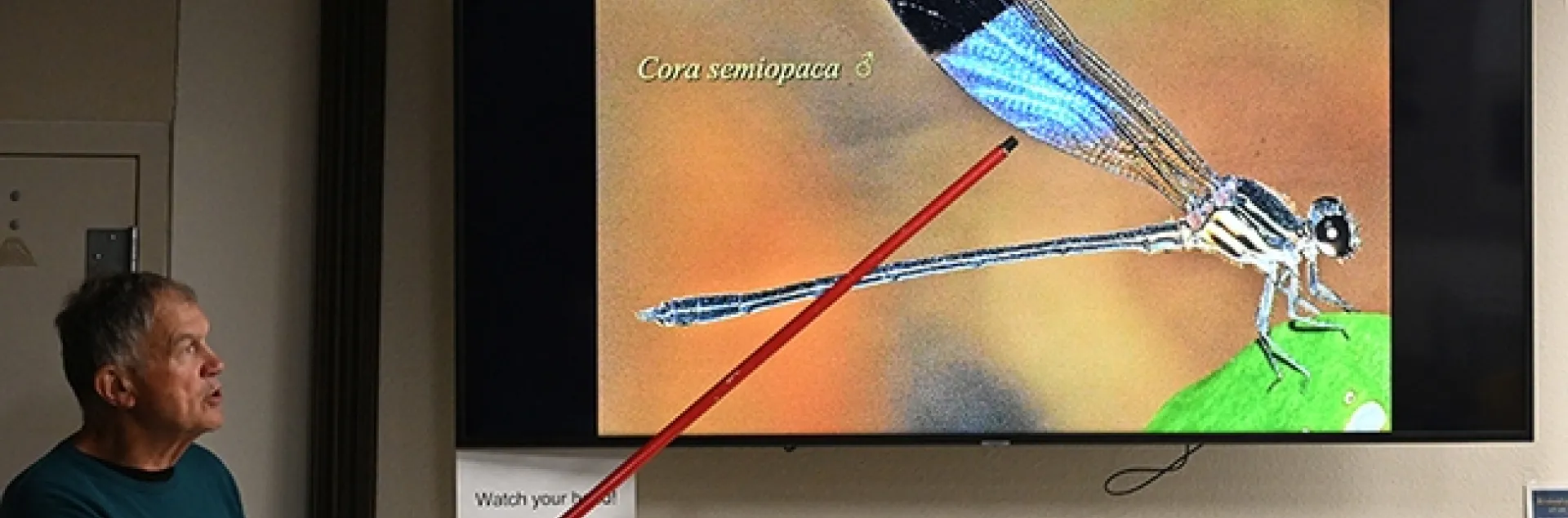 Noted dragonfly expert Rosser Garrison shows a slide of Cora semiopaca at the Bohart Museum of Entomology open house. (Photo by Kathy Keatley Garvey)