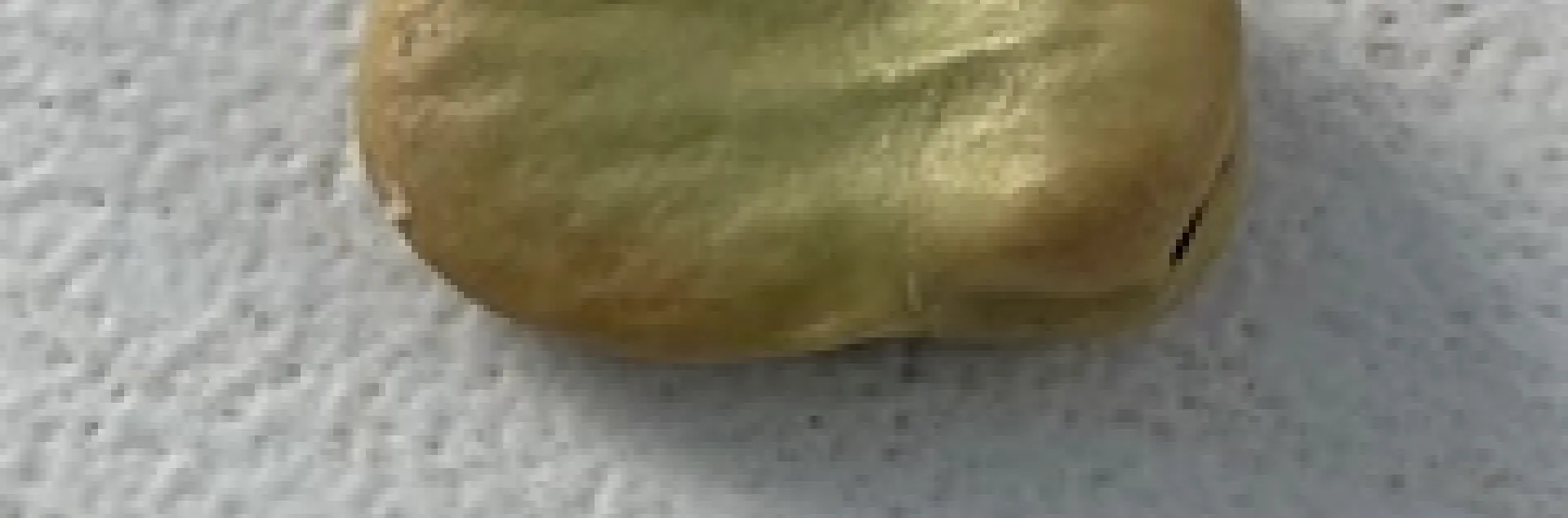 Fava bean seed. photos by Sheila Clyatt