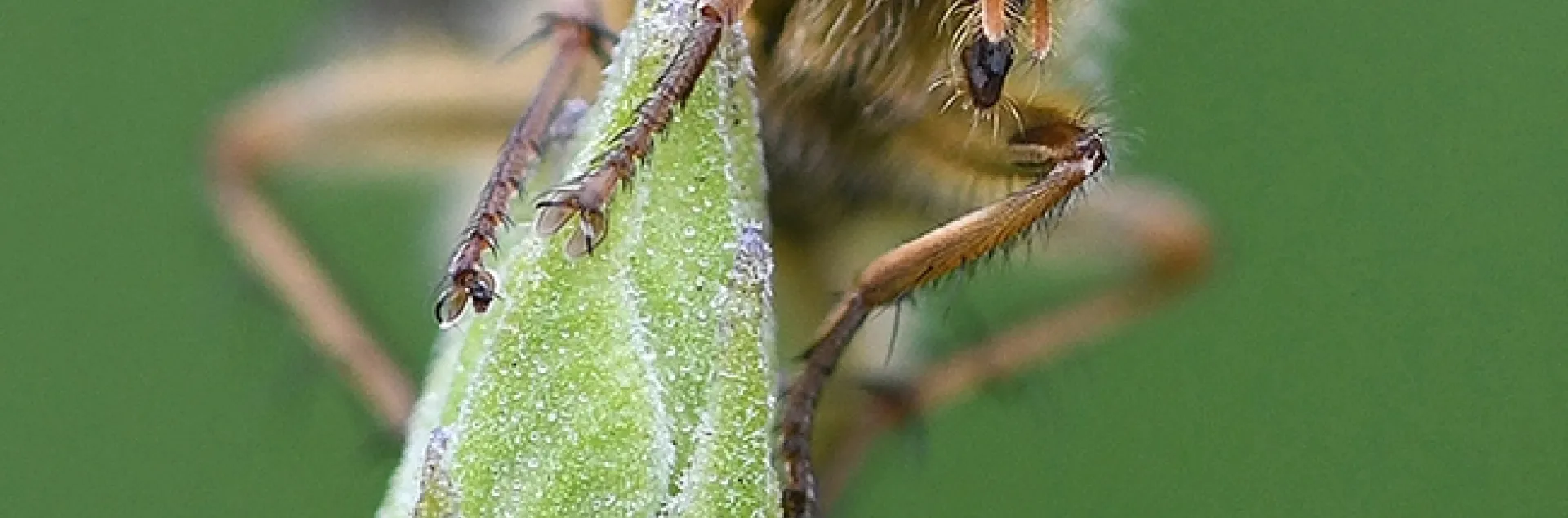 This image of a golden dung fly, taken in Vacaville, Calif., won the Entomological Society of America medal at the 64th annual international Insect Salon. (Photo by Kathy Keatley Garvey)