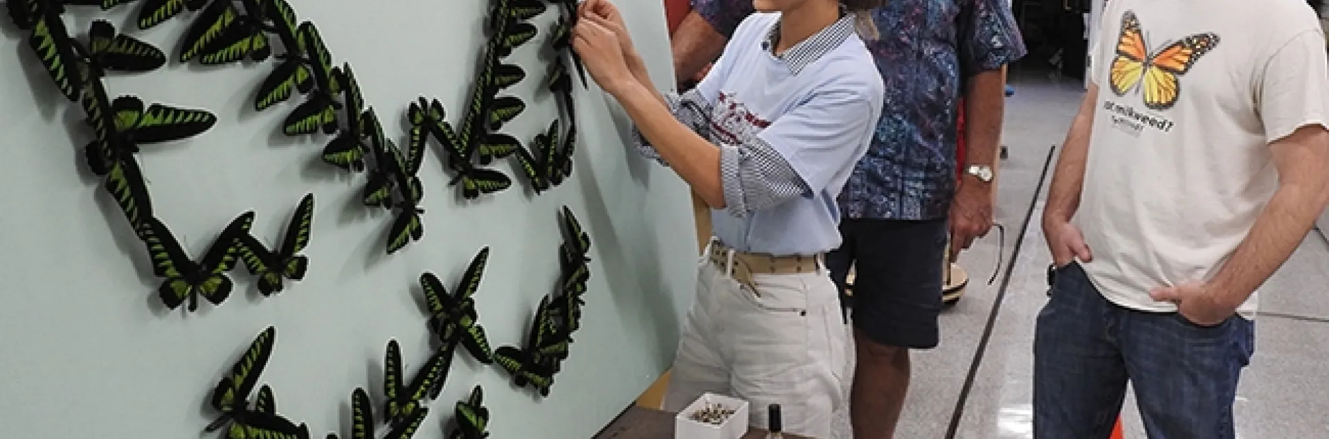 Bohart Museum laboratory assistant and artist Brittany Kohler worked on the "Birdwing Butterfly" display in late October. In back are Jeff Smith, curator of the Lepidoptera collection at the Bohart, who spread all the wings; and collections manager Brennen Dyer. (Photo by Kathy Keatley Garvey)