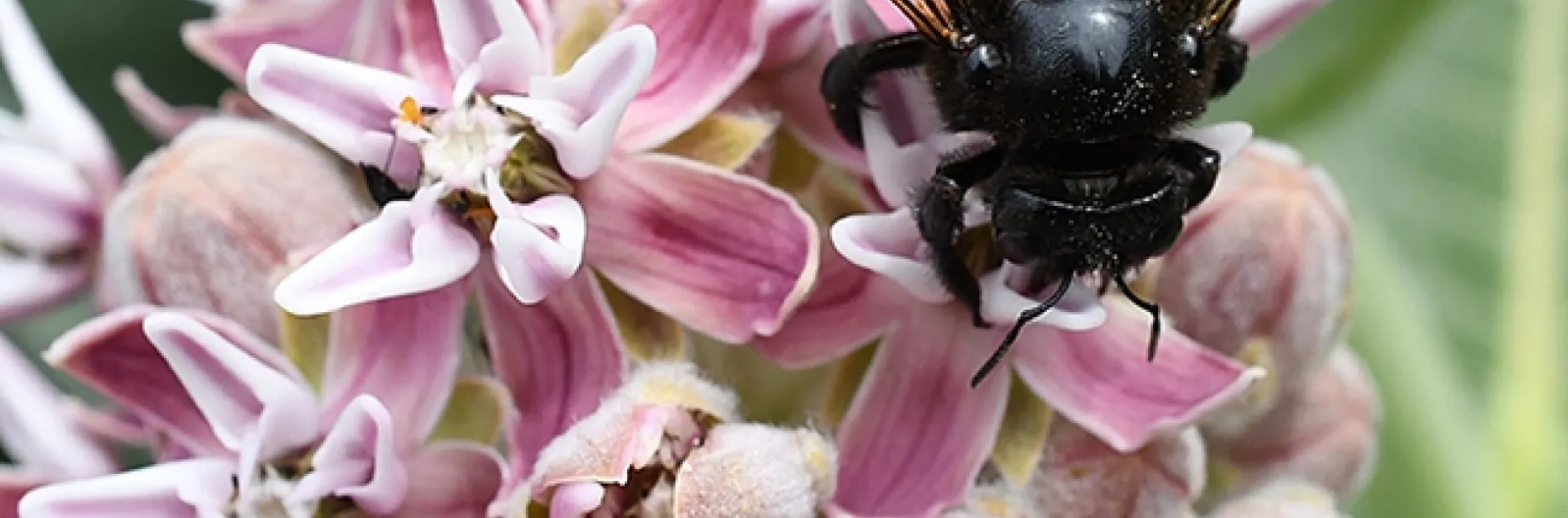 This is a female Xylocopa sonorina, also known as a Valley carpenter bee. It's foraging on a native milkweed, Asclepias speciosa. (Photo by Kathy Keatley Garvey)