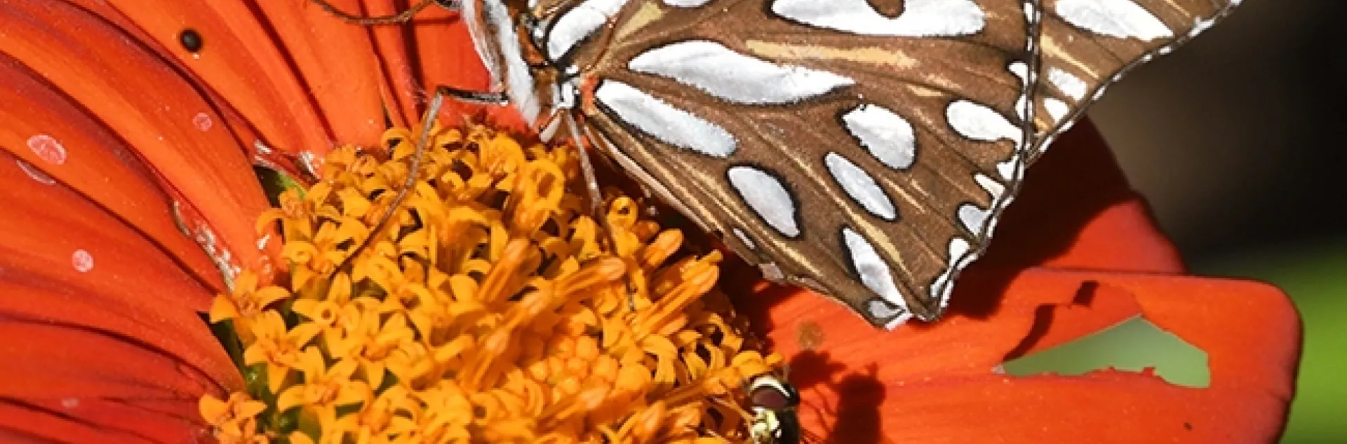 A syprhid fly and a Gulf Fritillary sharing a Mexican sunflower, Tithonia rotundifola. (Photo by Kathy Keatley Garvey)